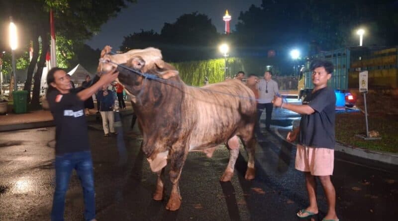 Sapi Kurban Presiden Prabowo Subianto tiba di Masjid Istiqlal Jakarta