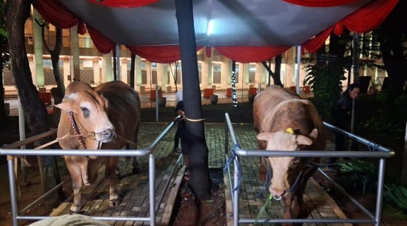 Hitung-hitungan Anggaran Sapi Kurban Prabowo Rp100 M dari APBN