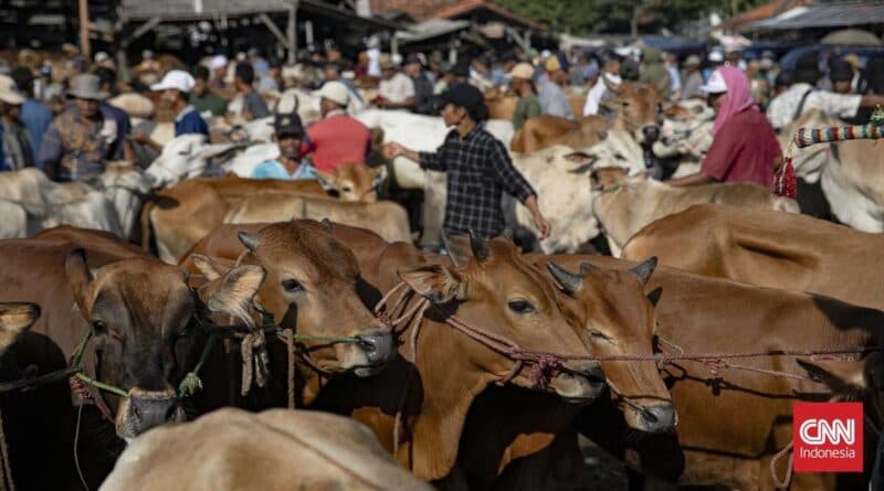 Desa Krajan Banjarnegara Banjir Hewan Kurban 52 Sapi 339 Kambing